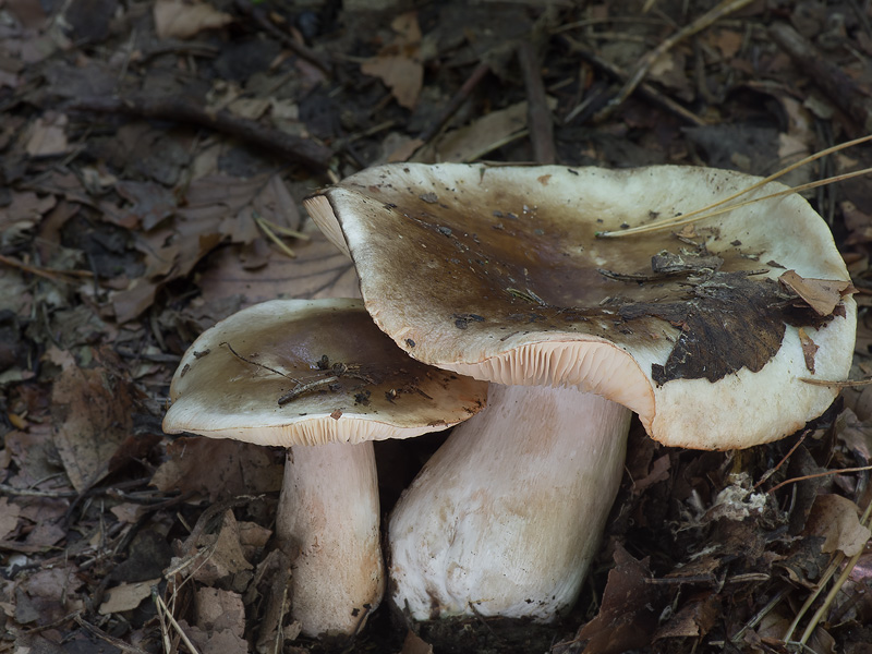 Lactarius fluens